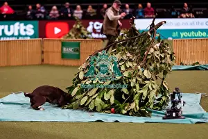 Display Prints: D-C-D-0-1-9-0 Crufts 2024 NEC Birmingham Day 2