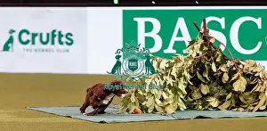 Display Prints: D-C-D-0-1-9-0 Crufts 2024 NEC Birmingham Day 2