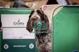 Italian Spinone Prints: D-C-D-0-1-9-0 Crufts 2024 NEC Birmingham Day 2