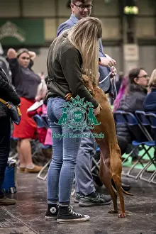 Hungarian Wirehaired Vizsla Prints: D-C-D-0-1-9-0 Crufts 2024 NEC Birmingham Day 2