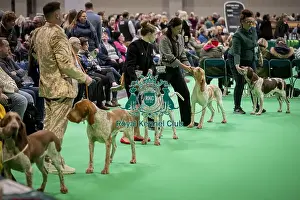 Limit Dog Prints: D-C-D-0-1-9-0 Crufts 2024 NEC Birmingham Day 2