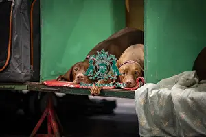 Hungarian Vizsla Prints: D-C-D-0-1-9-0 Crufts 2024 NEC Birmingham Day 2