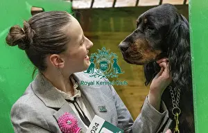 Gordon Setter Prints: D-C-D-0-1-9-0 Crufts 2024 NEC Birmingham Day 2