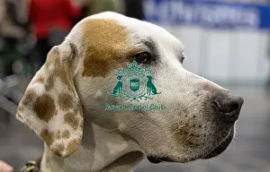 English Pointer Prints: D-C-D-0-1-9-0 Crufts 2024 NEC Birmingham Day 2