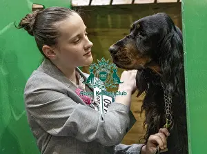 Gordon Setter Prints: D-C-D-0-1-9-0 Crufts 2024 NEC Birmingham Day 2