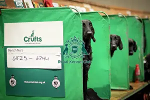 Retriever Flat Coated Prints: D-C-D-0-1-9-0 Crufts 2024 NEC Birmingham Day 2