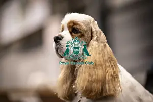 Spaniel Cocker Prints: D-C-D-0-1-9-0 Crufts 2024 NEC Birmingham Day 2