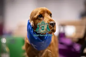Spaniel Cocker Prints: D-C-D-0-1-9-0 Crufts 2024 NEC Birmingham Day 2