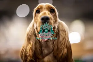 Spaniel Cocker Prints: D-C-D-0-1-9-0 Crufts 2024 NEC Birmingham Day 2