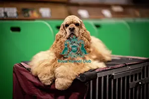 Spaniel Cocker Prints: D-C-D-0-1-9-0 Crufts 2024 NEC Birmingham Day 2