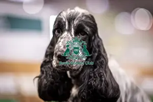 Spaniel Cocker Prints: D-C-D-0-1-9-0 Crufts 2024 NEC Birmingham Day 2