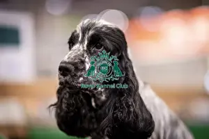 Spaniel Cocker Prints: D-C-D-0-1-9-0 Crufts 2024 NEC Birmingham Day 2
