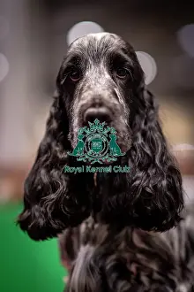 George Prints: D-C-D-0-1-9-0 Crufts 2024 NEC Birmingham Day 2