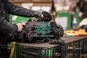 Cocker Spaniel Prints: D-C-D-0-1-9-0 Crufts 2024 NEC Birmingham Day 2