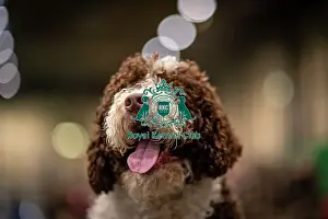 Spanish Water Dog Prints: D-C-D-0-1-9-0 Crufts 2024 NEC Birmingham Day 2