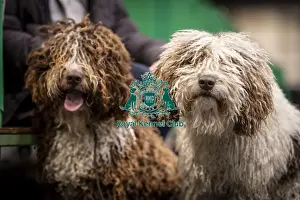 Spanish Water Dog Prints: D-C-D-0-1-9-0 Crufts 2024 NEC Birmingham Day 2