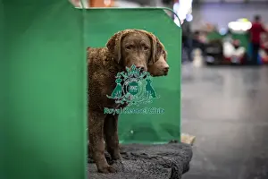 Retriever Chesapeake Bay Prints: D-C-D-0-1-9-0 Crufts 2024 NEC Birmingham Day 2