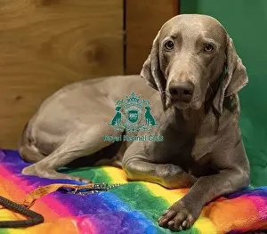 Weimaraner Prints: D-C-D-0-1-9-0 Crufts 2024 NEC Birmingham Day 2