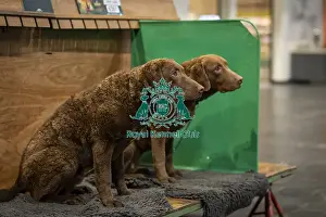Retriever Chesapeake Bay Prints: D-C-D-0-1-9-0 Crufts 2024 NEC Birmingham Day 2