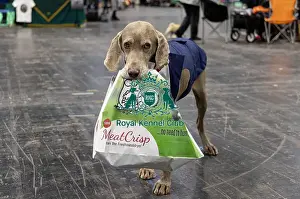 Weimaraner Prints: D-C-D-0-1-9-0 Crufts 2024 NEC Birmingham Day 2