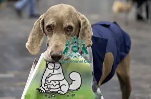 Weimaraner Prints: D-C-D-0-1-9-0 Crufts 2024 NEC Birmingham Day 2