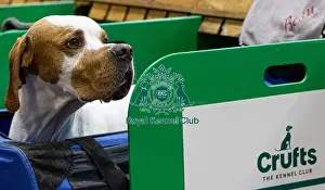 English Pointer Prints: D-C-D-0-1-9-0 Crufts 2024 NEC Birmingham Day 2