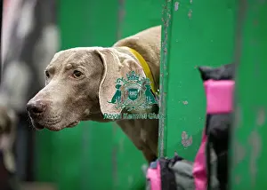 Dior Prints: D-C-D-0-1-9-0 Crufts 2024 NEC Birmingham Day 2