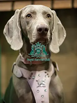 Weimaraner Prints: D-C-D-0-1-9-0 Crufts 2024 NEC Birmingham Day 2