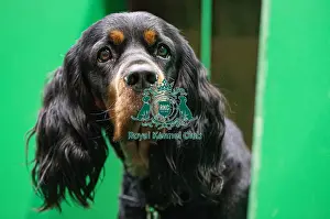 Gordon Setter Prints: D-C-D-0-1-9-0 Crufts 2024 NEC Birmingham Day 2