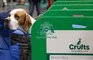 D-C-D-0-1-9-0 Crufts 2024 NEC Birmingham Day 2