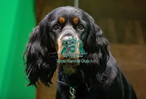Gordon Setter Prints: D-C-D-0-1-9-0 Crufts 2024 NEC Birmingham Day 2