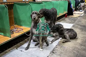 Irish Wolfhounds Prints: D-C-D-0-1-9-0 Crufts 2024 NEC Birmingham Day 3