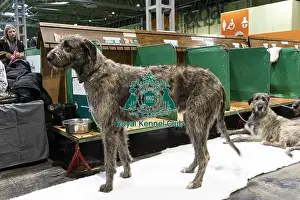 Irish Wolfhounds Prints: D-C-D-0-1-9-0 Crufts 2024 NEC Birmingham Day 3
