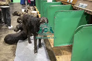 Irish Wolfhounds Prints: D-C-D-0-1-9-0 Crufts 2024 NEC Birmingham Day 3