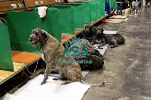 Irish Wolfhounds Prints: D-C-D-0-1-9-0 Crufts 2024 NEC Birmingham Day 3