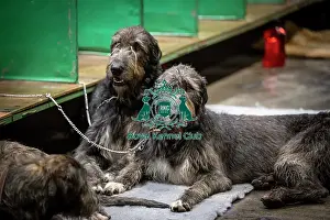 Irish Wolfhounds Prints: D-C-D-0-1-9-0 Crufts 2024 NEC Birmingham Day 3