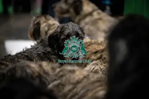 Irish Wolfhounds Prints: D-C-D-0-1-9-0 Crufts 2024 NEC Birmingham Day 3
