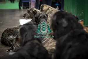 Irish Wolfhounds Prints: D-C-D-0-1-9-0 Crufts 2024 NEC Birmingham Day 3