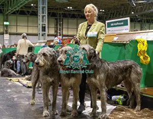 Irish Wolfhound Prints: D-C-D-0-1-9-0 Crufts 2024 NEC Birmingham Day 3