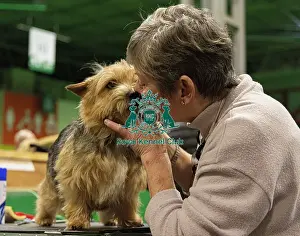 Norwich Terrier Prints: D-C-D-0-1-9-0 Crufts 2024 NEC Birmingham Day 3