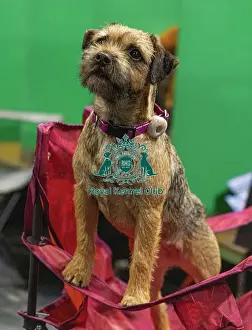 Border Terrier Prints: D-C-D-0-1-9-0 Crufts 2024 NEC Birmingham Day 3