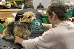 Norwich Terrier Prints: D-C-D-0-1-9-0 Crufts 2024 NEC Birmingham Day 3