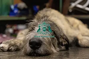 Irish Wolfhound Prints: D-C-D-0-1-9-0 Crufts 2024 NEC Birmingham Day 3