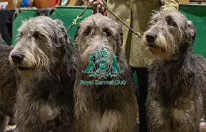 Irish Wolfhound Prints: D-C-D-0-1-9-0 Crufts 2024 NEC Birmingham Day 3
