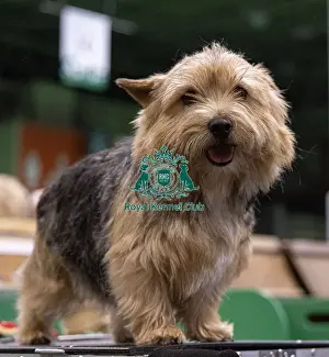 Norwich Terrier Prints: D-C-D-0-1-9-0 Crufts 2024 NEC Birmingham Day 3