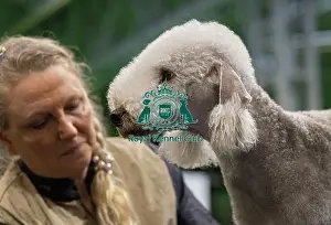 Bedlington Terrier Prints: D-C-D-0-1-9-0 Crufts 2024 NEC Birmingham Day 3