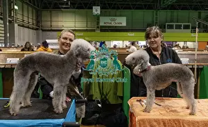 Bedlington Terrier Prints: D-C-D-0-1-9-0 Crufts 2024 NEC Birmingham Day 3