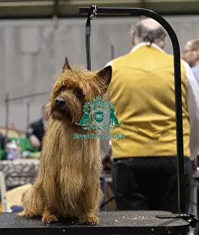Australian Terrier Prints: D-C-D-0-1-9-0 Crufts 2024 NEC Birmingham Day 3