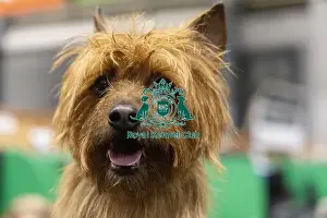 Australian Terrier Prints: D-C-D-0-1-9-0 Crufts 2024 NEC Birmingham Day 3