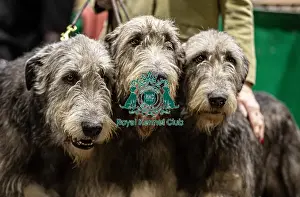 Irish Wolfhound Prints: D-C-D-0-1-9-0 Crufts 2024 NEC Birmingham Day 3